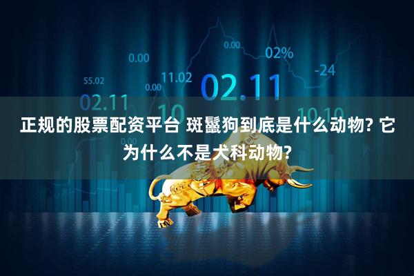 正规的股票配资平台 斑鬣狗到底是什么动物? 它为什么不是犬科动物?